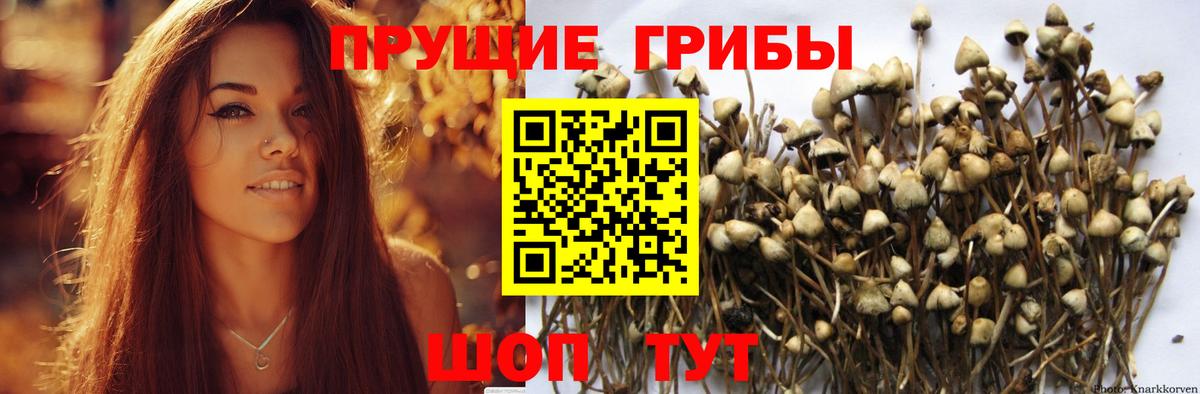Псилоцибиновые грибы мухоморы  Вход с VPN  Псилоцибиновые грибы прущие грибы  Прохладный 